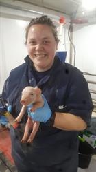 Rosie_FirstFarrows Rosie_FirstFarrows